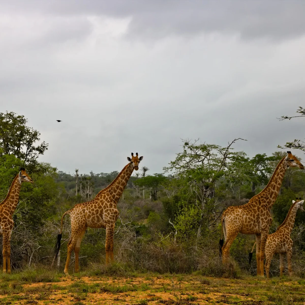 🦁 Quissama National Park – Safari e Aventura